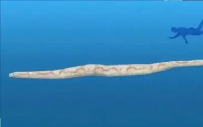 النبراوي يهنئ المناعسة بـمولوده السلطان