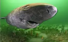 سمكة قرش تstrongعيstrongش منذ عام 1627..