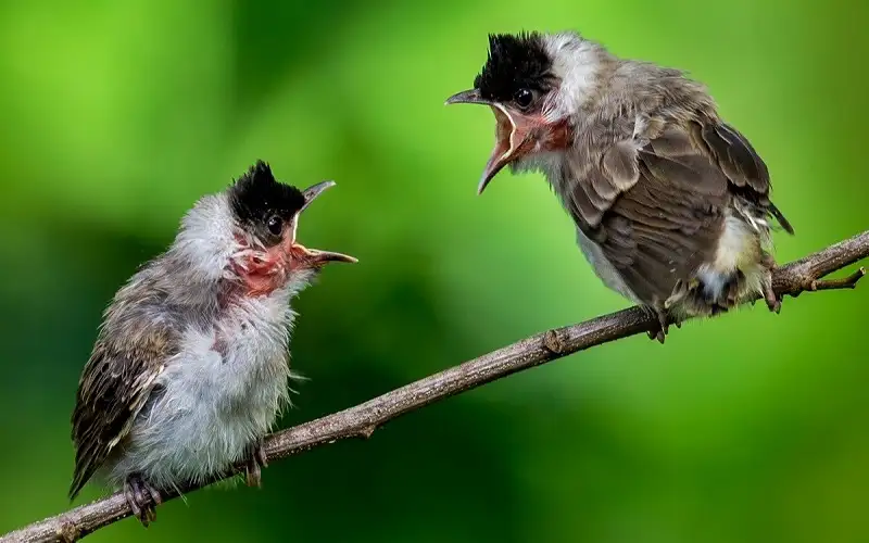 “الطلاق” بين أزواج الطيور موجود
