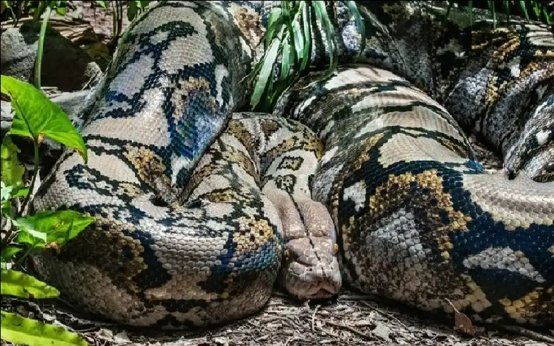 كابوس حقيقي.. امرأة تستيقظ على ثعبان