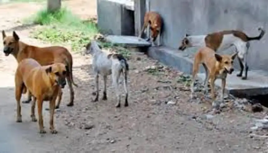 هرب من أنياب كلاب ضالة فصدمته