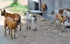 هرب من أنياب كلاب ضالة فصدمته