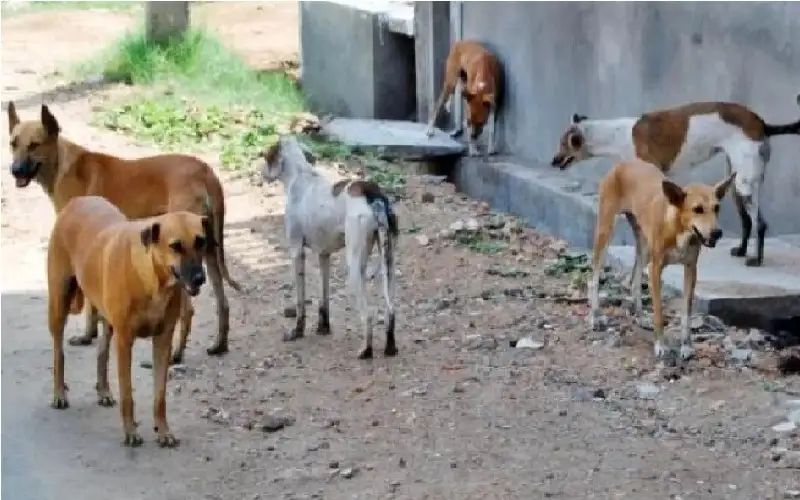 شاهد.. هرب من أنياب كلاب ضالة