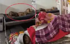 فقط في الهند.. كلاب ضالة تشارك