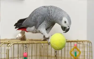 منوعات ـ ببغاء بريطاني يختفي فيعود بعد 4