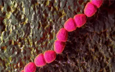 إصدار جديد للمؤرخ والباحث ياسر سلامة