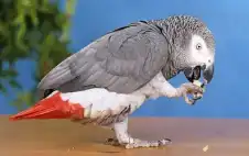 ببغاء يعود لصاحبه بعد 4 سنوات