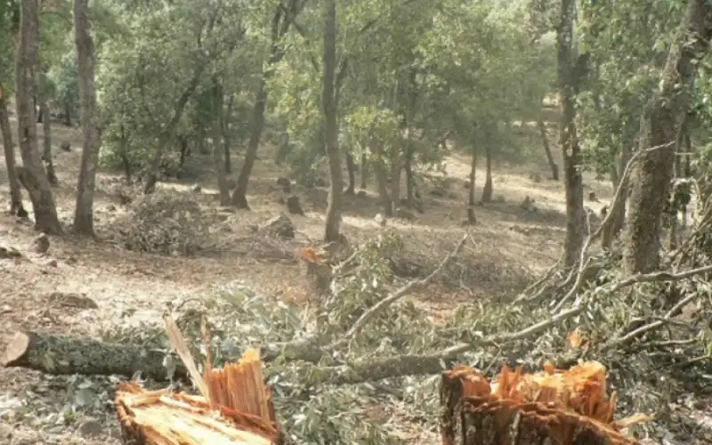 ضبط 12 طنا من الحطب الناتج