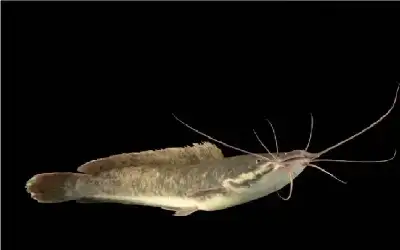 نتائج القبول الموحد في 20 الجاري