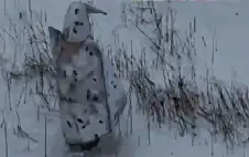 منوعات ـ خدعة البطريق الفاشلة.. مسيرة أوكرانية تنهي