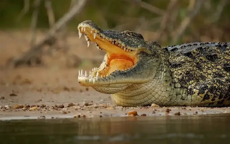 الفك المفترس في شوارع موزمبيق.. الفيضانات