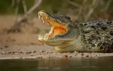 منوعات ـ الفك المفترس في شوارع موزمبيق.. الفيضانات