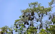 قبل أكل المانجو.. احذر فيروس نيباه