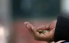 تفويض أمين عام التنمية الاجتماstrongعيstrongة باستقصاء