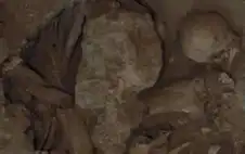 بلاغ أمني يكشف عن عظام بشرية