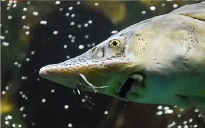 منوعات ـ موعد انتهاء موسم صيد سمة الديناصور..