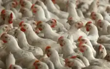 مستثمري الدواجن: الكميات المتوفرة تفوق حاجة