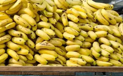 ( عالجواراتبالعوضات) يتصدر في الأردن