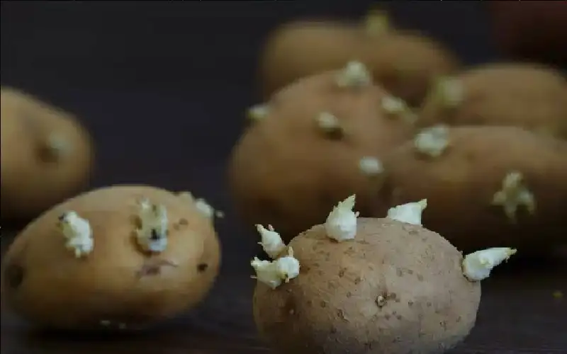 مظهر بريء وخطر خفي.. هل يمكن