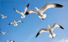 الضوضاء تؤثر على الطيور