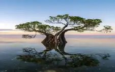 نار النينو تضرب الأرض.. تحذيرات من