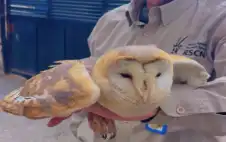 ضبط شخص روج strongلبstrongيع طيور مهددة