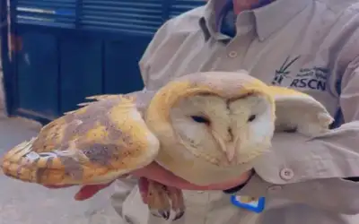 الفيصلي يكتسح معان بخماسية نظيفة