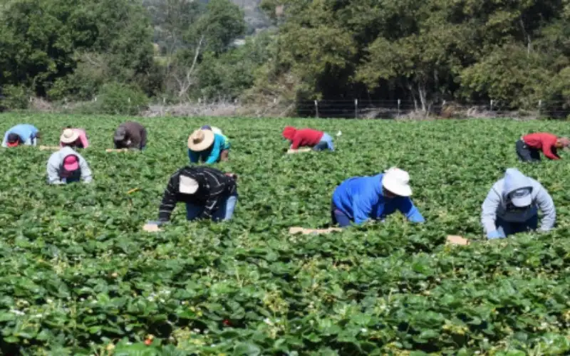 دراسة توصي بتقييم مدى استجابة مشروعات