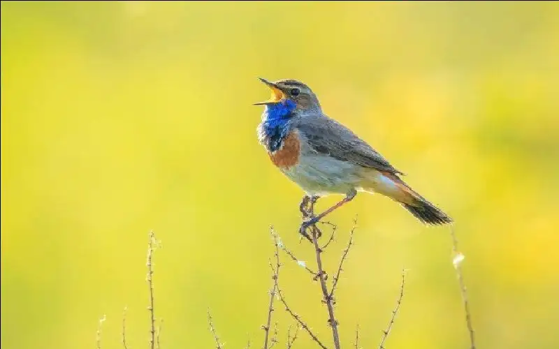 اكتشاف لغة عالمية كامنة في أصوات