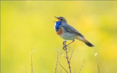 ثقافة ـ اكتشاف لغة عالمية كامنة في أصوات