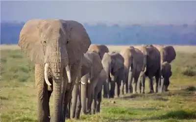 رامية متوجة في أولمبياد باريس تتحول