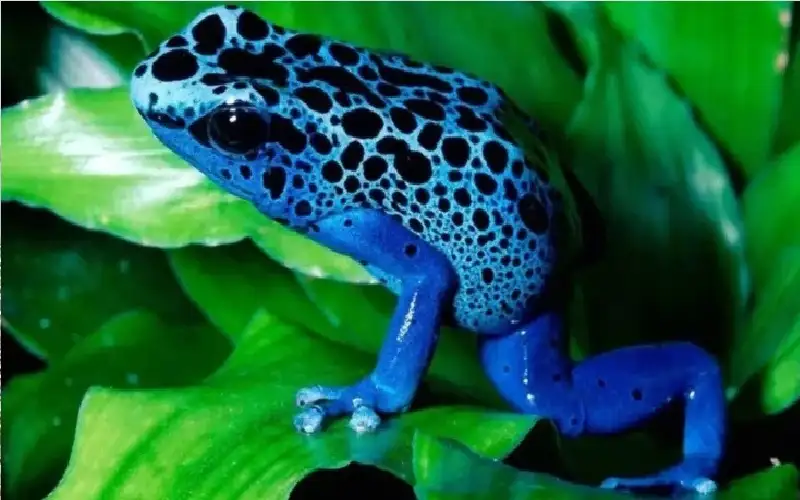 الجمال القاتل… أسرار سم الضفادع الأكثر