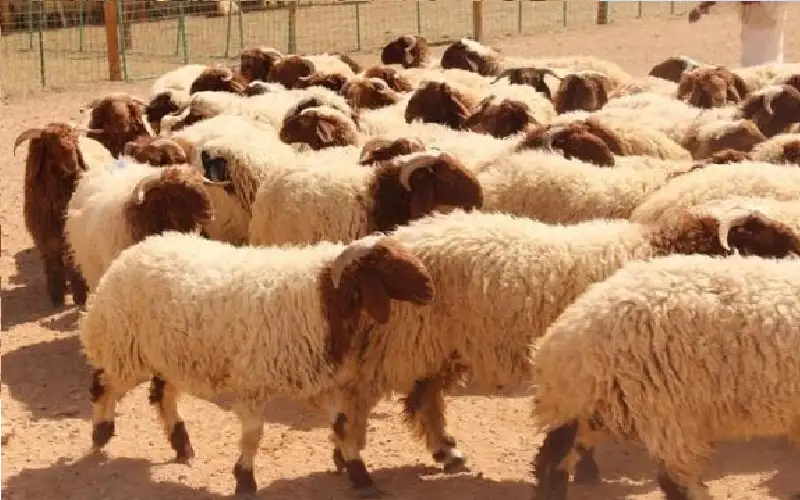 الأردن يوقف تصدير الخراف الحية لضمان