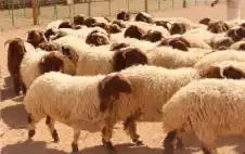 strongالأردنstrong يوقف تصدير الخراف الحية لضمان