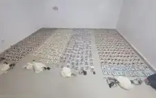 القضاة: انخفاض قضايا المخدرات يعكس فاعلية