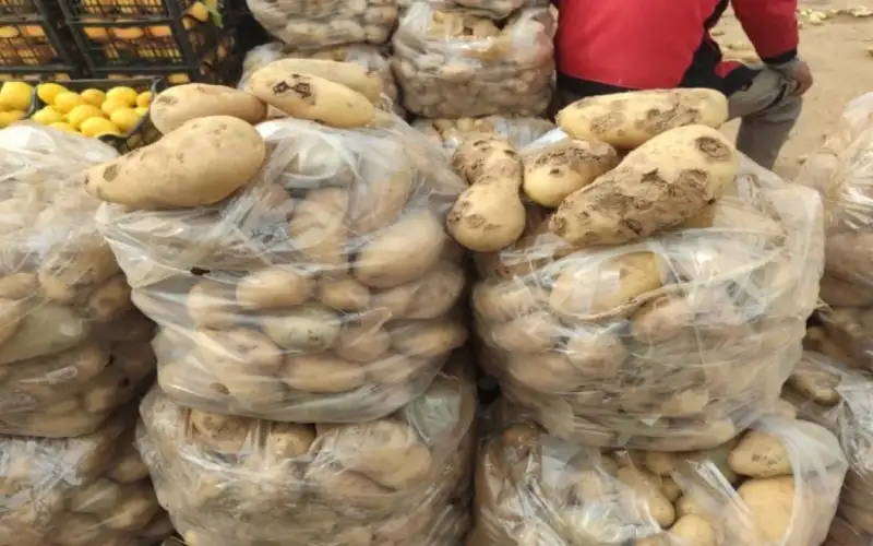 إتلاف 7 أطنان من البطاطا في