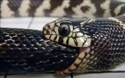 الفنان محمد عبده يعلن إصابته بالسرطان