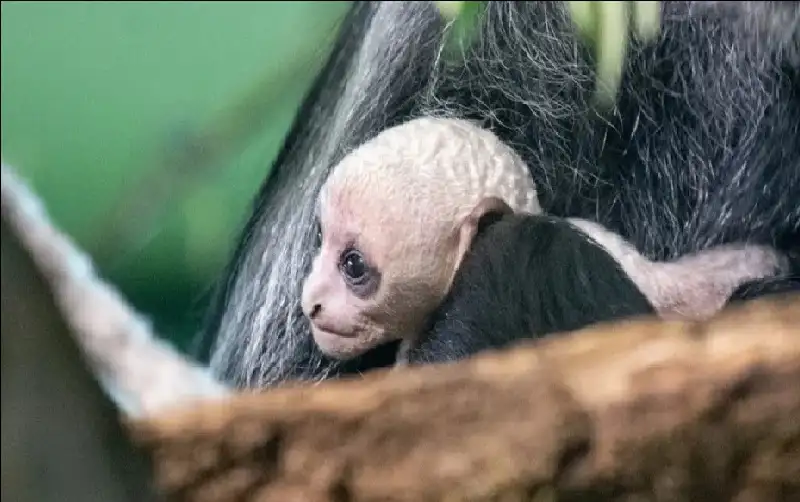 حدث استثنائي.. ولادة قرد أبيض نادر