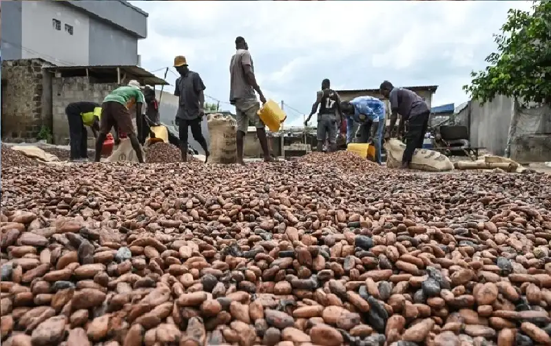 زلزال في سوق الذهب البني.. كيف