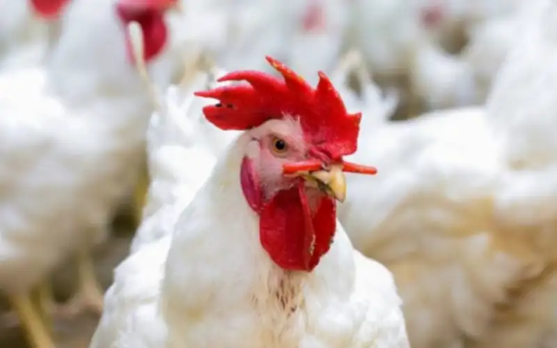 وزارة الصناعة: استقرار أسعار الدواجن وأغلب