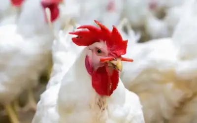 أسعار القمح تواصل ارتفاعها في الأسواق