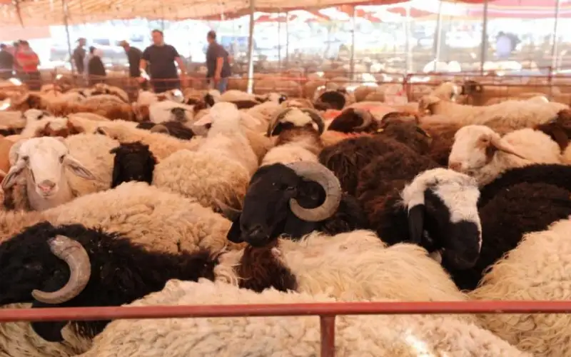 صحيفة نيسان ـ رئيس جمعية تربية المواشي يتوقع انخفاض