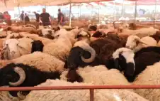 رئيس جمstrongعيstrongة تربية المواشي يتوقع انخفاض