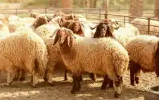 إربد: ارتفاع سعر لحوم الخاروف اstrongلبstrongلدي