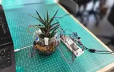 نباتات تتحدث.. جهاز ذكاء اصطناstrongعيstrong يمنح