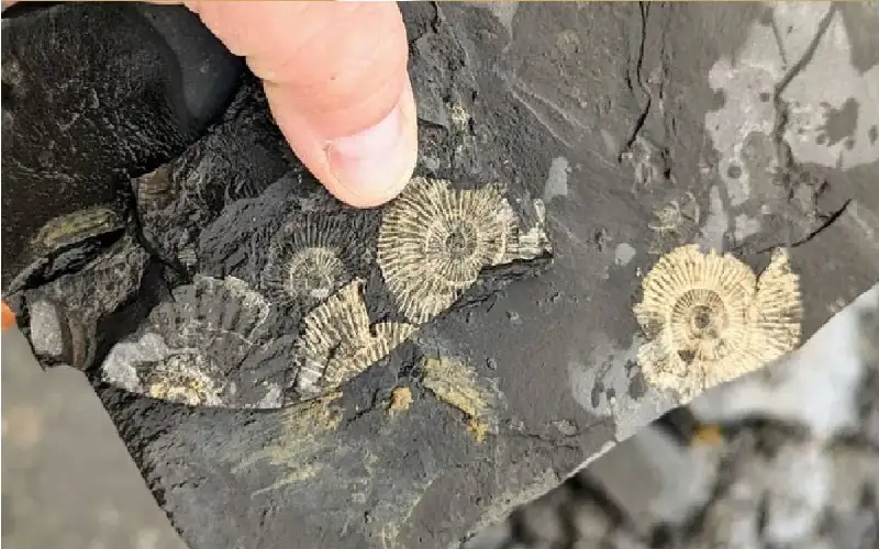 ليست ذهبا.. كشف سر بريق أحافير