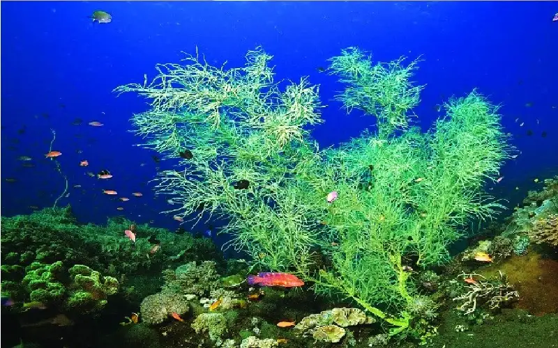 أسرار وعوالم قيعان المحيطات لا تزال