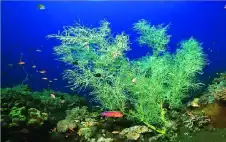 أسرار وعوالم قيعان المحيطات لا تزال