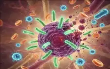 تطور علمي مذهل.. بكتيريا تلتهم السرطان