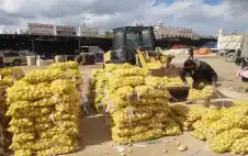 إتلاف كميات من الموز واstrongلبstrongطاطا غير